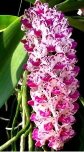 BIN- Rhynchostylis gigantea (White x Pink) Collector item! Fragrant! Foxtail  - Picture 1 of 2