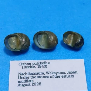 Clithon pulchellus 14-13mm Nerites Nerita Snail Fresh water Sea shells - Picture 1 of 2