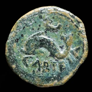 Ancient Hispania - Carteia, San Roque (Cádiz) Ae Semis - 18 mm / 3.74 gr. - Picture 1 of 3