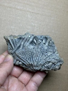 142g Triassic Natural crinoid specimen Geologic rock - Picture 1 of 18