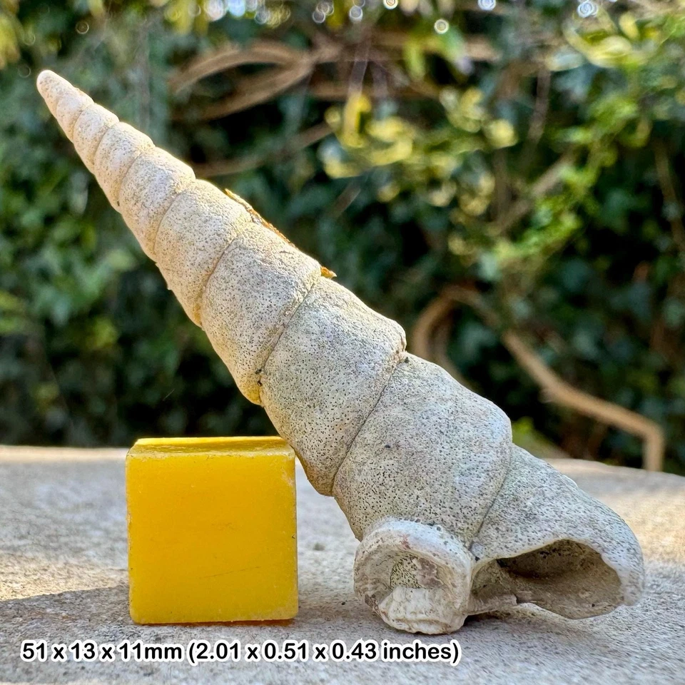 Turritella fossil gastropod - eocene bracklesham beds, uk | genuine + coa - Image 1 of 1