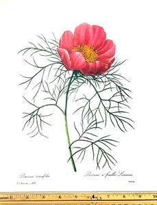 Redoute Flowers #103 PAEONIA TENUIFOLIA BOTANICAL ART BK PLATE SUPERB PRINT! - Picture 1 of 1