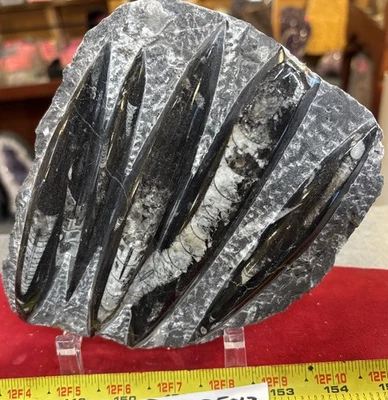 ❤️ Nice Orthoceras Plate 6” X 5” Polished Devonian Fossils 2.19 Pounds - Image 1 of 4