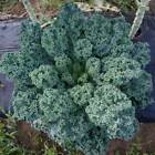 Blue Curled Scotch Kale Seeds | Green Curly Tuscan Collard Vegetable Seed 2024