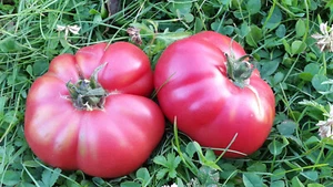 10 graines de tomate rare Millionaire heirloom tomato seeds méth.bio - Imagen 1 de 6