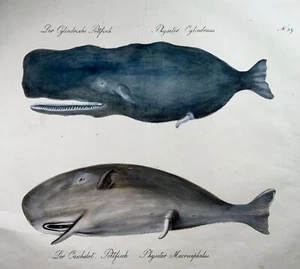 1816 Sperm whales, Brodtmann, Imp. folio 42.5 cm, incunabula of lithography - Picture 1 of 3