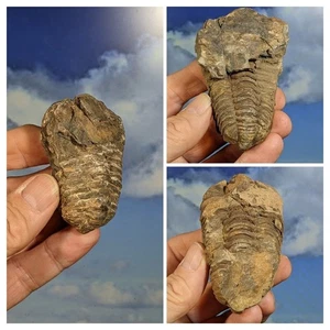 Set of 3 Trilobite Flexicalymene Fossils. As shown. Boxed with Info. - Picture 1 of 4