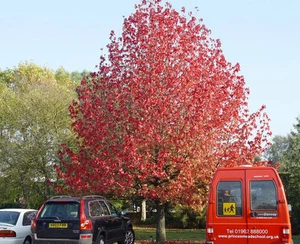 Sweet Gum, LIQUIDAMBAR STYRACIFLUA, ornamental tree, hardy, autumn colours, 10cm - Picture 1 of 1