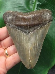 Dente Lucido del Megalodonte 11,4 cm - Dente di Squalo Fossile - Foto 1 di 8