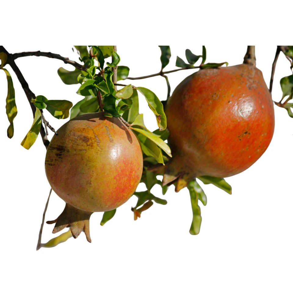 Puncia Granatum 'Salavatski' - 1 Potted Plant - Striking Pink Purple Flowers - Image 1 of 1