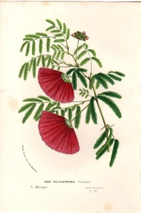 um 1850 van Houtte antiker botanischer Druck: Inga pulcherrima, Blumendekor - Bild 1 von 2
