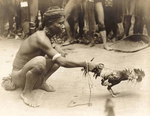 Cock-fighting Sarawak Malaysia 1913 Old Photo - Picture 1 of 1
