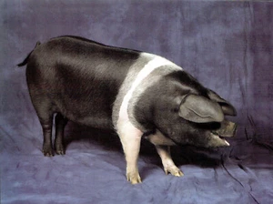 (143062) Pigs British Saddleback Sow Postcard - Picture 1 of 2