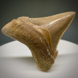 Colorful Near Perfect Razor-Sharp 1.51" Fossil CHUBUTENSIS Shark Tooth - Peru - Picture 1 of 9