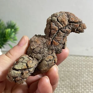 Top 95g! Miglior raro esemplare di cacca di sterco di dinosauro naturale coprolite - Foto 1 di 9