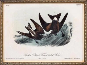 J.J. Audubon (After) - "LEACH'S PETREL - FORKED TAILED PETREL" - Octavo Series - Bild 1 von 2