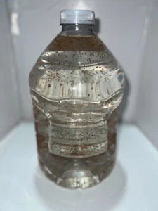 5k Daphnia Magna (Clean Indoor Culture) !BUY2GET3! - Picture 1 of 15