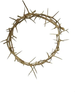 12" Genuine Jesus Crown of Thorns - Holy Land Decor - Picture 1 of 2