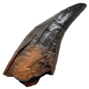 4 3/8" - 11.2cm - T REX tooth - AS SEEN ON BBC TV - dinosaur fossil replicas - Picture 1 of 2