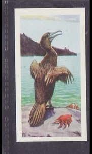 GALAPAGOS FLIGHTLESS CORMORANT - 50 + year old UK Card # 26 - Picture 1 of 2