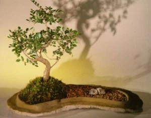 Chinese Elm Bonsai Tree curved trunk On Rock Slab 7 y old Indoor Live  - Picture 1 of 1