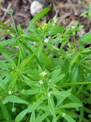 VALLEY VIEW RANCH Cleavers (Bedstraw) "Galium aparine" / Medicinal dry herb/ wild harvested in MN