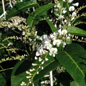 White Coral Pea (Hardenbergia Violacea 'Alba' ) 10 Seeds - Picture 1 of 3