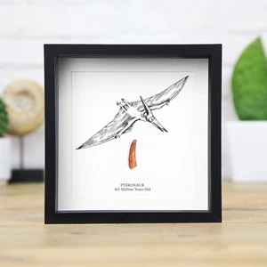 Diente de pterodáctilo e ilustración caja marco dinosaurio real fósil regalo de cumpleaños - Imagen 1 de 4