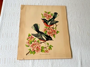 Vintage 1950 Harry Vincent Lithograph Painted Redstart and Flowering Plum print - Bild 1 von 11