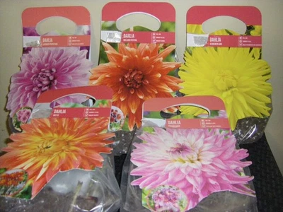 10 bombillas-Pretty Lucis-Motto-Kennemerland-Festival de Holanda-Perfección de lavanda Foto 1 de 4