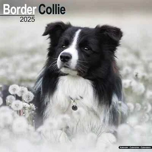 Calendrier 2025 - BORDER COLLIE - Picture 1 of 2