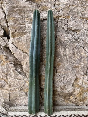 Pachanoi, 2x1 - bluish SanPedro, 'INMORTALES' 65 cm 2 Top cutting, soft thorns. - Imagen 1 de 4