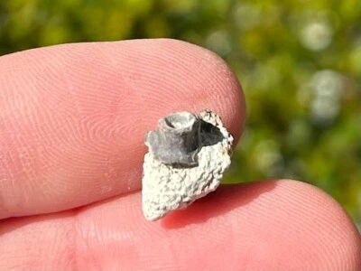 Fossil Permian Reptile or Amphibian Vertebrae in Matrix Dinosaur Bone Oklahoma - Image 1 of 4