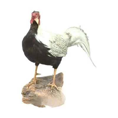 Faisán taxidermia vintage alrededor de 1940 auténtico animal de peluche montado país f Foto 1 de 4