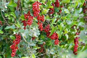 10 SEMI DI Smilax aspera L.-salsapariglia nostrana-strazzacausi - Foto 1 di 1