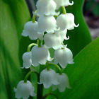 Lily Of The Valley 'Bordeaux' Perennial Plant 1 x 9cm Pot