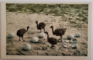 VTG 1900 PC BABY OSTRICHES HATCHING FROM THEIR EGGS - Picture 1 of 2