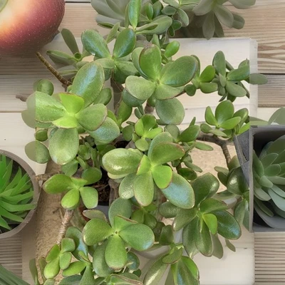 GRAN VENTA... Planta de jade dinero suculenta 3"-5" planta única una rama Foto 1 de 4