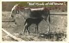 1942 Hot Meals At All Hours Mules Rppc Real Photo Postcard 508