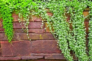 1000 DICHONDRA Repens aka Lawn Leaf Flower Evergreen Ground Cover Seeds - Picture 1 of 11