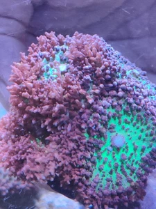 st Thomas mashrooms heads soft coral marine WYSIWYG - Picture 1 of 7