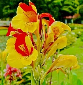 1 Cleopatra Canna Lily Rhizome Bulbs “Red & Yellow Blooms” - Picture 1 of 4