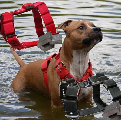 Nylongeschirr mit Gewichten Gewichts Geschirr Pit Bull Terrier Staffordshire Dog