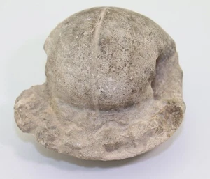 Ammonit, Fagesia thevestensis, Kreide, Turon, Asfla, Marokko -L505 - Picture 1 of 5