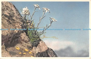 R501946 Edelweiß Gyger und Klopfenstein - Bild 1 von 4
