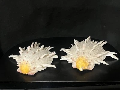 spondylus americanus / Spiny Oyster  Shells, Set Of 2 - Image 1 of 4