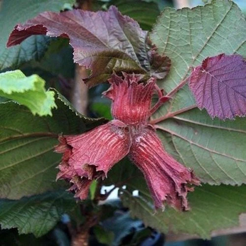 RED HAZELNUT  - LOMBARDIAN  -2 plants - Image 1 of 2