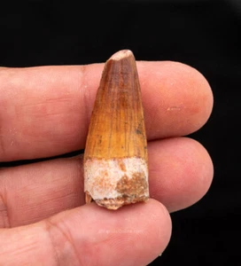  Spinosaurus Dinosaur Tooth    1.37”             1097 - Picture 1 of 2