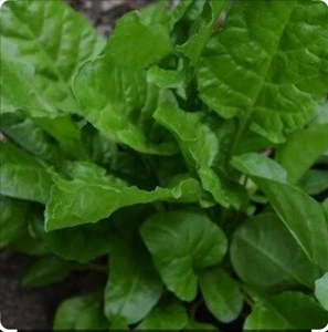 SPINACH PERPETUAL 200 Seeds HEIRLOOM vegetable silverbeet HEAT TOLERANT OZ Grown - Picture 1 of 2