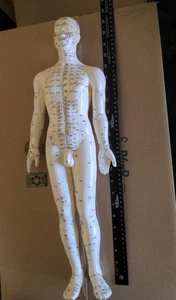 24 Zoll männliche Akupunktur Modell Meridian Punkte Figur WIE BESEHEN KEIN STÄNDER - Bild 1 von 9